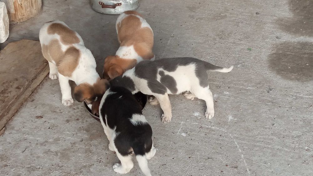 Oddam szczeniaki kundelki ze zdjęć 3 pieski, 1 suczka