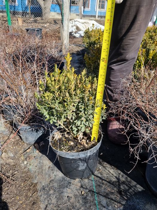 Самшит буксус  20 см п9 2года