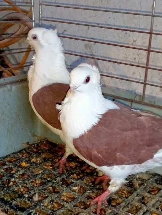 Gołębie mewki czerwone parka