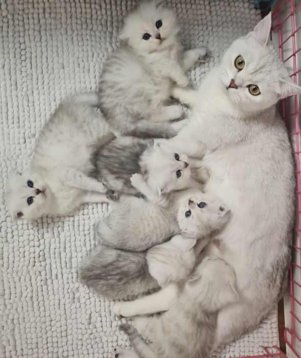 Шотландські кошенята срібна шиншила серебристая шиншилла