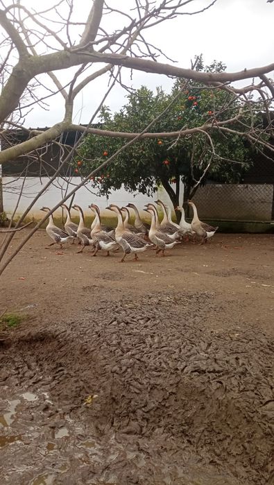 Ovos galados ganso Guiné