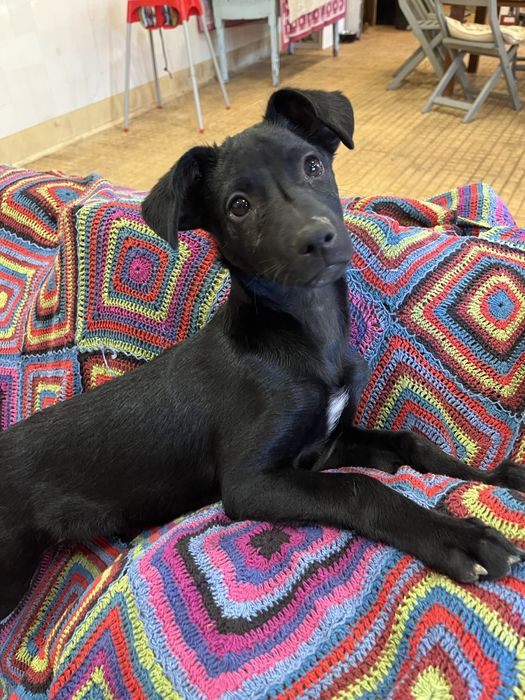 Maple, com 3 meses, para adoção responsável