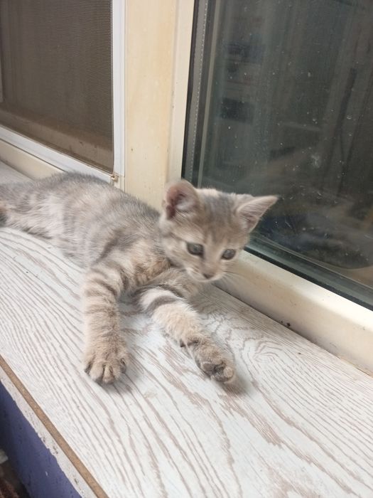 Віддам в добрі руки кошенят.