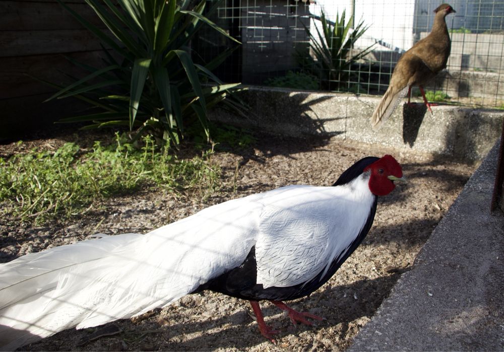 Casais Faisão Prateado