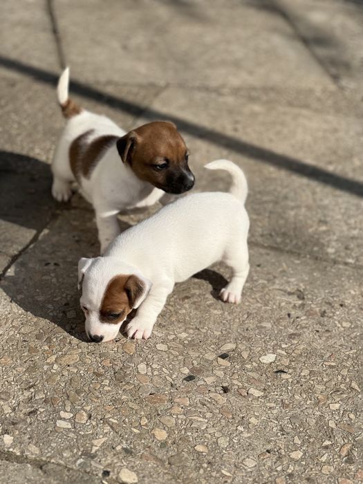 Друзі Джек Рассел терьери