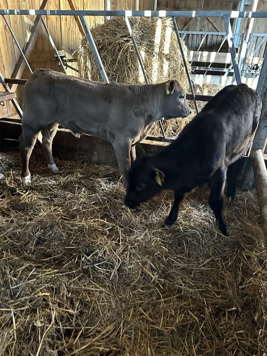 Dwie jałoszki miesne 140 kg