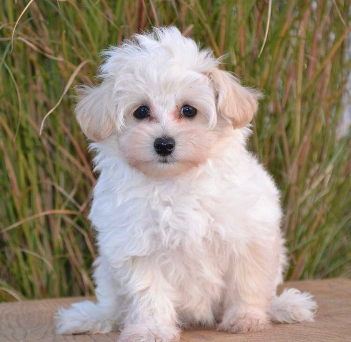 Мальтипу модный дизайнерский мальчик и девочка