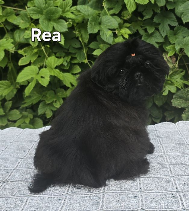 Sunia Shih tzu ZKWP