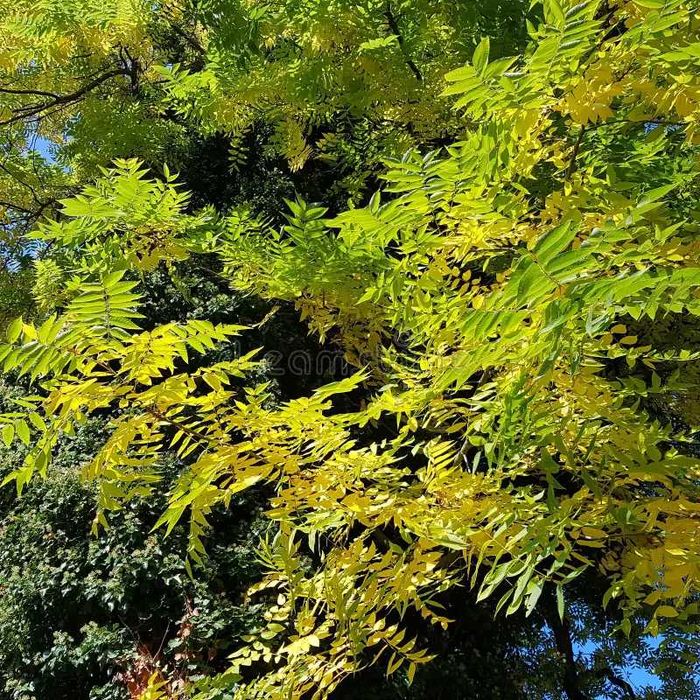 Jesion wyniosły sadzonki