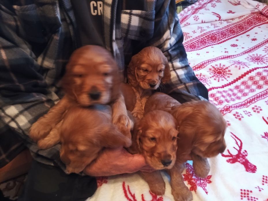 Piękne suczki i pieski Cocker spaniel