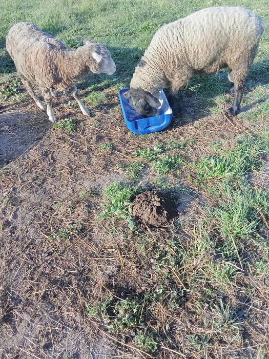 Carneiro suffolk puro certificado e cabrito anão