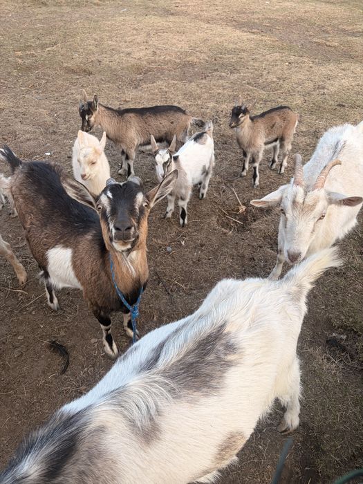 Sprzedam kózki kozy mlode koza