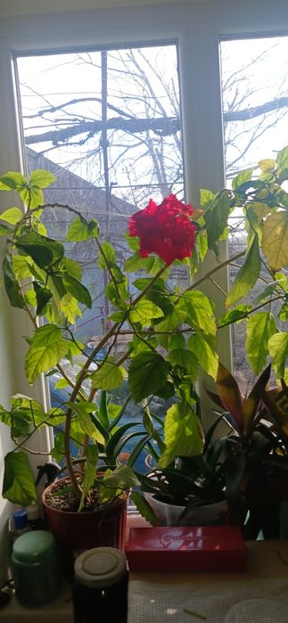 Китайская роза комнатная