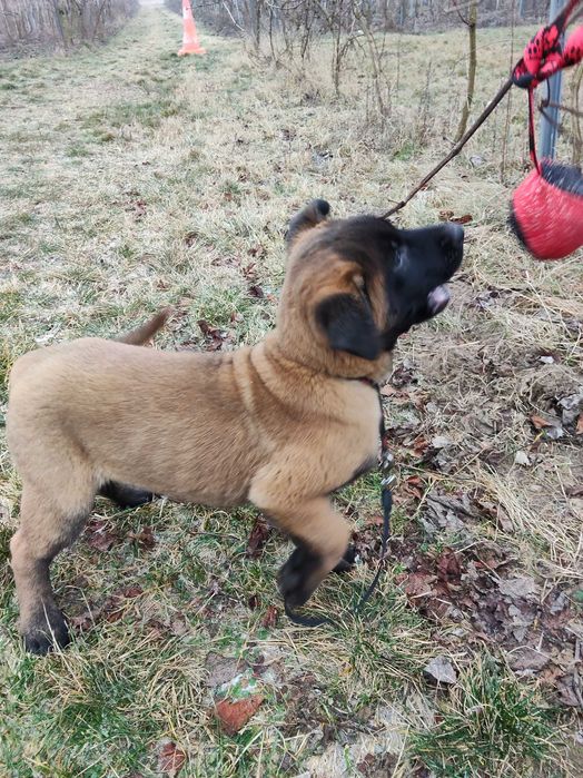 Owczarek belgijski Malinois -szczenię