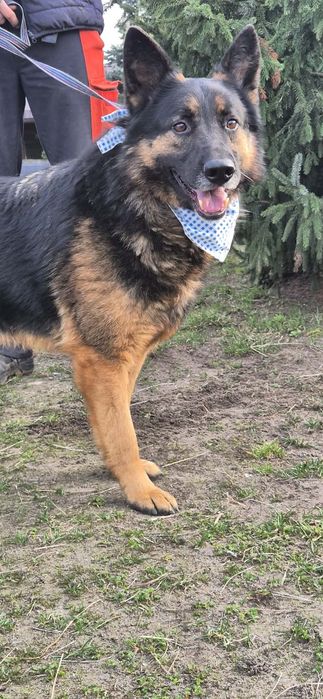 Piękny pies w typie ON szuka swojej rodziny