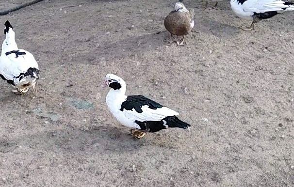 Утки домашние мускусные