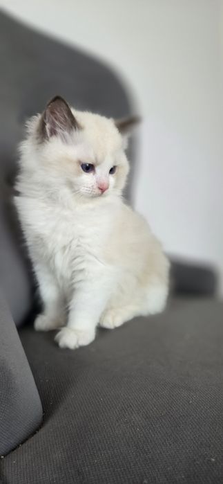 Kotek RAGDOLL kocurek seal  Bicolour