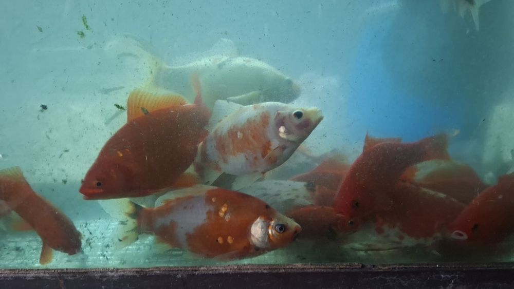 RYBY Karasie ozdobne TANIO!