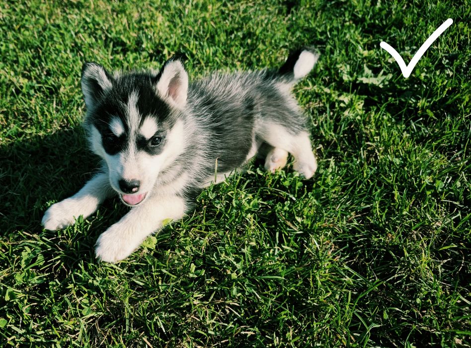 Szczeniaki Siberian Husky