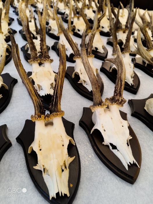 Sprzedam rogi z czaszką jelenia