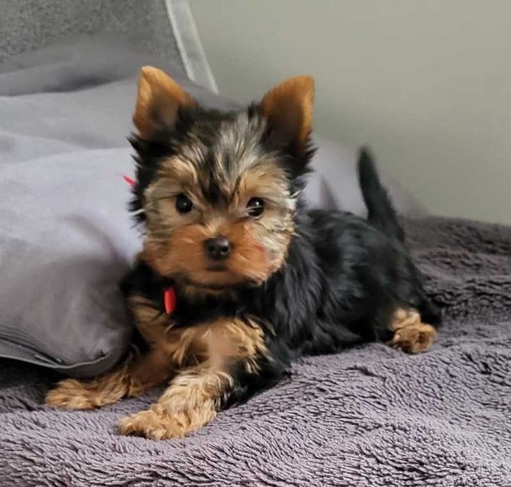 York yorki yorkshire terrier szczeniak szczeniaczek sunia