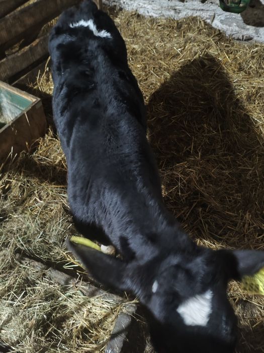 Sprzedam cielaka byczka