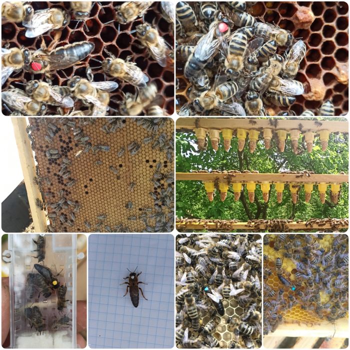 Бджоло - матки  карпатської породи