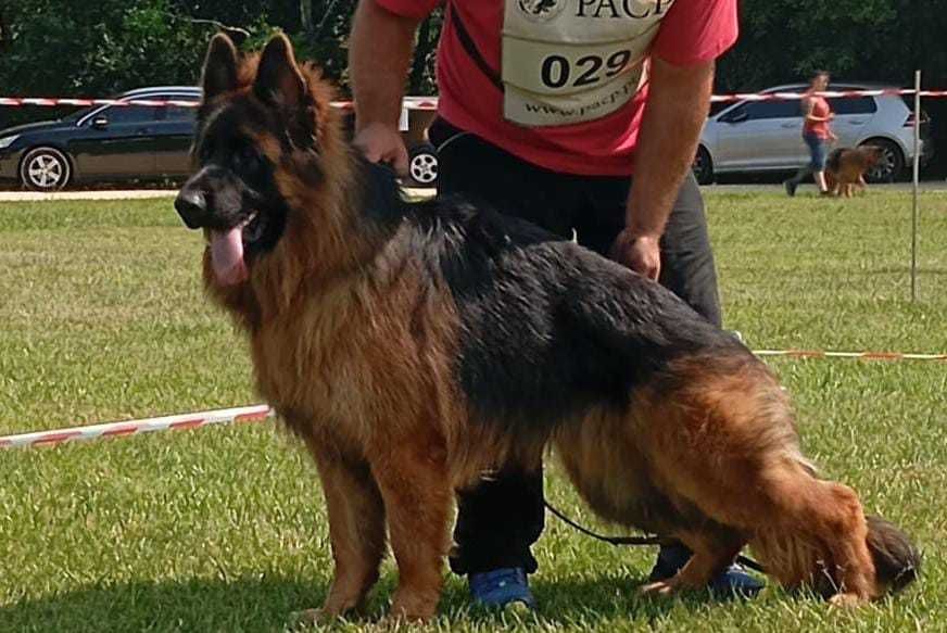 Pastor Alemão  pelo comprido com certificado lop e Afixo