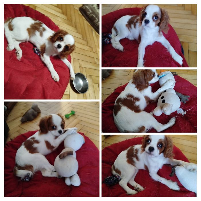 Дівчинка Кавалер Кінг Чарльз Спаніеля очікує на нову родину