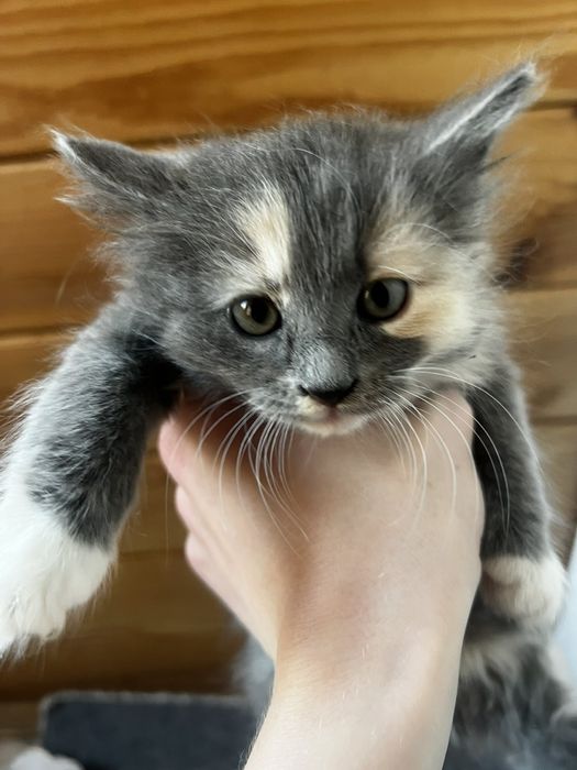Віддам котенят в добрі руки