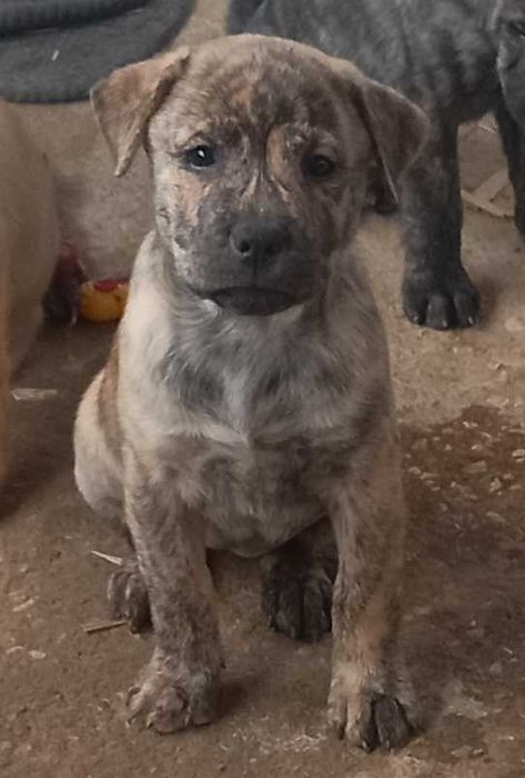 Adoção cachorros
