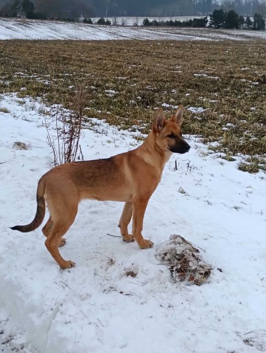 Suczka owczarka belgijskiego