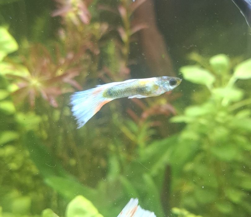 Gupiki pawie oczko i kundle - odpad