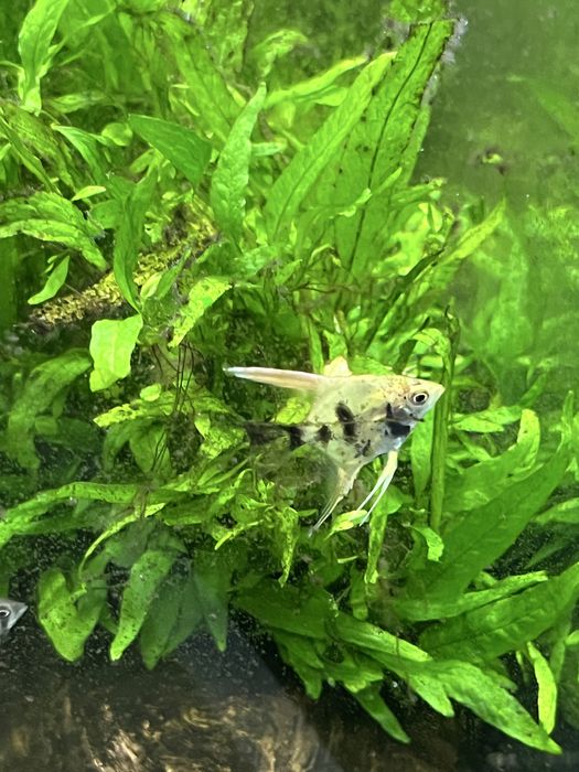 Pack 6 Escalares Marmore ate 5cm