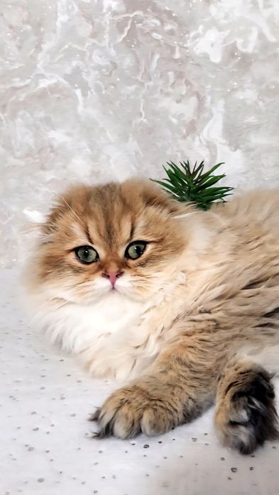 Шотландська дівчинка золота шиншила