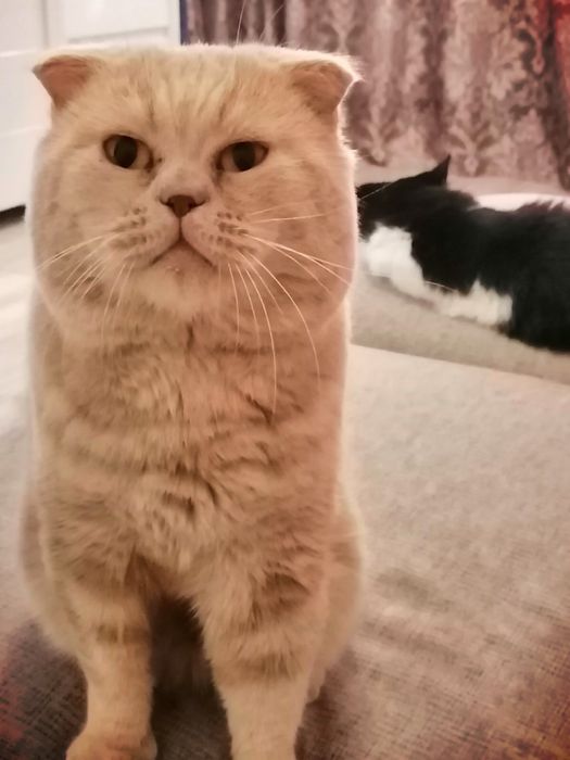 Перетримка котів