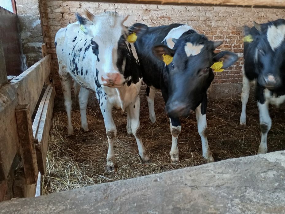 Jałówki do zacielenia