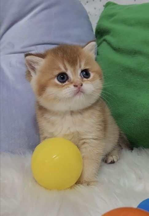 Чарівна дівчинка з плюшевою шубкою золота шиншила