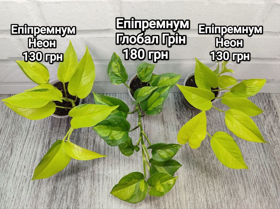 Для озеленення: сциндапсуси, епіпремнуми різних розмірів