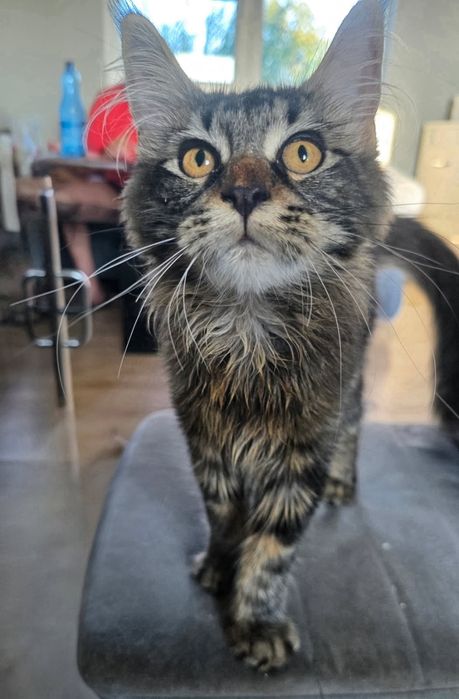 Kotka Maine Coon do rezerwacji