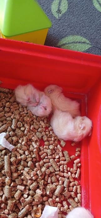 Хом'як Сирійський хом'ячок 3 тижні