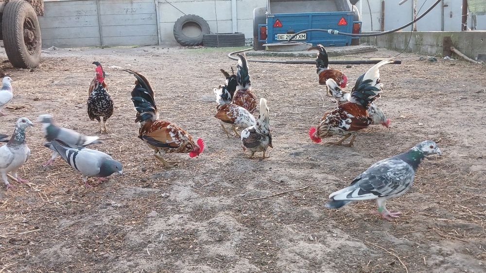 Бентамка (декоративні карликові кури)