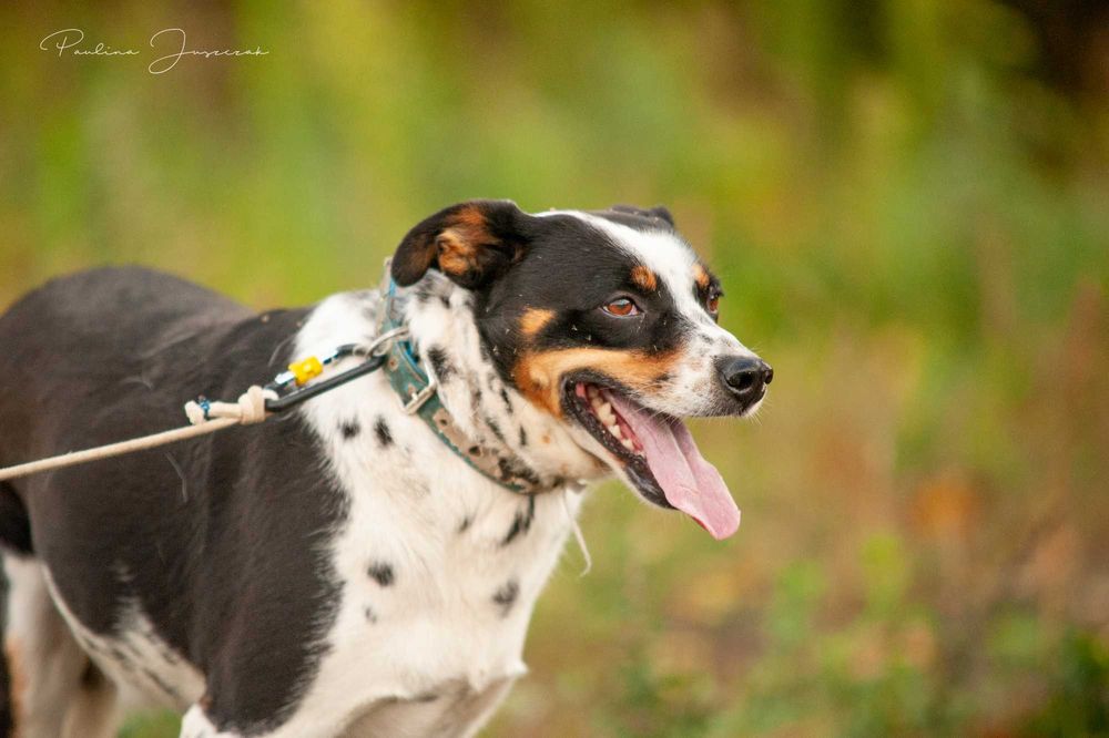 Delikatna Diuna bardzo potrzebuje domu!