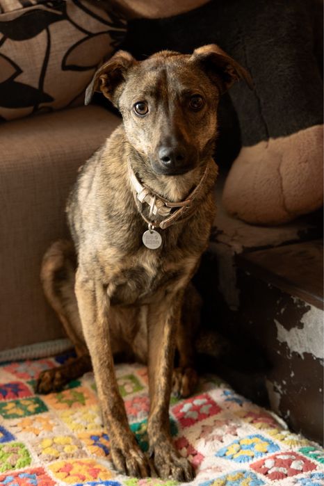 Собака врятована з херсона