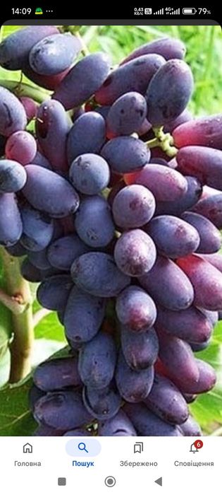 Саджанці винограду
