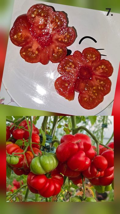 Kolekcjonerskie nasiona pomidorów