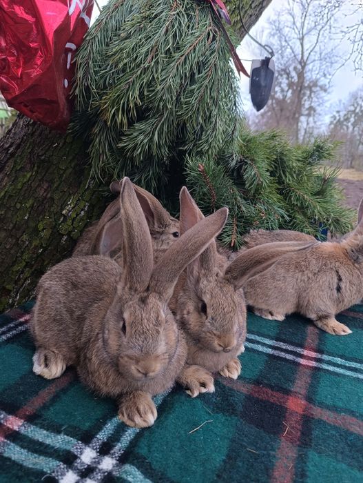 Порода,, Бельгійського велетня,,