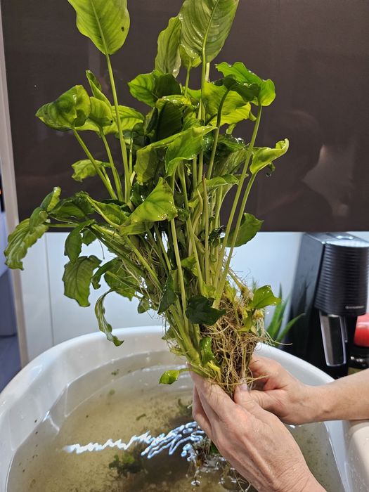 do sprzedaży anubis szerokolistny ok. 40cm