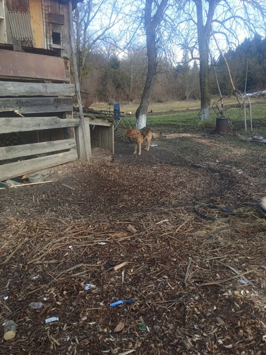 Пес дік звуть 3 роки аперекорська вівчар
