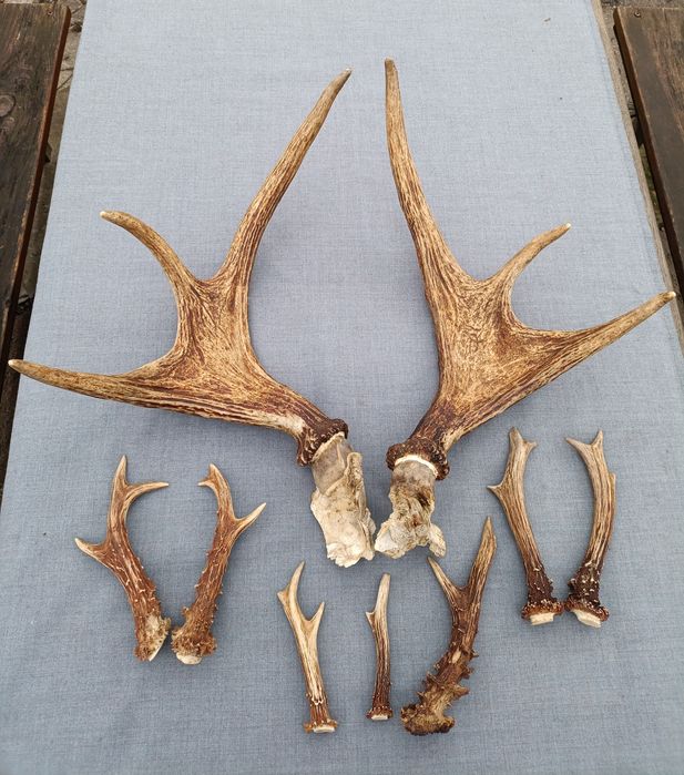 Роги косули  437гр